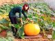 growing pumpkins in small spaces